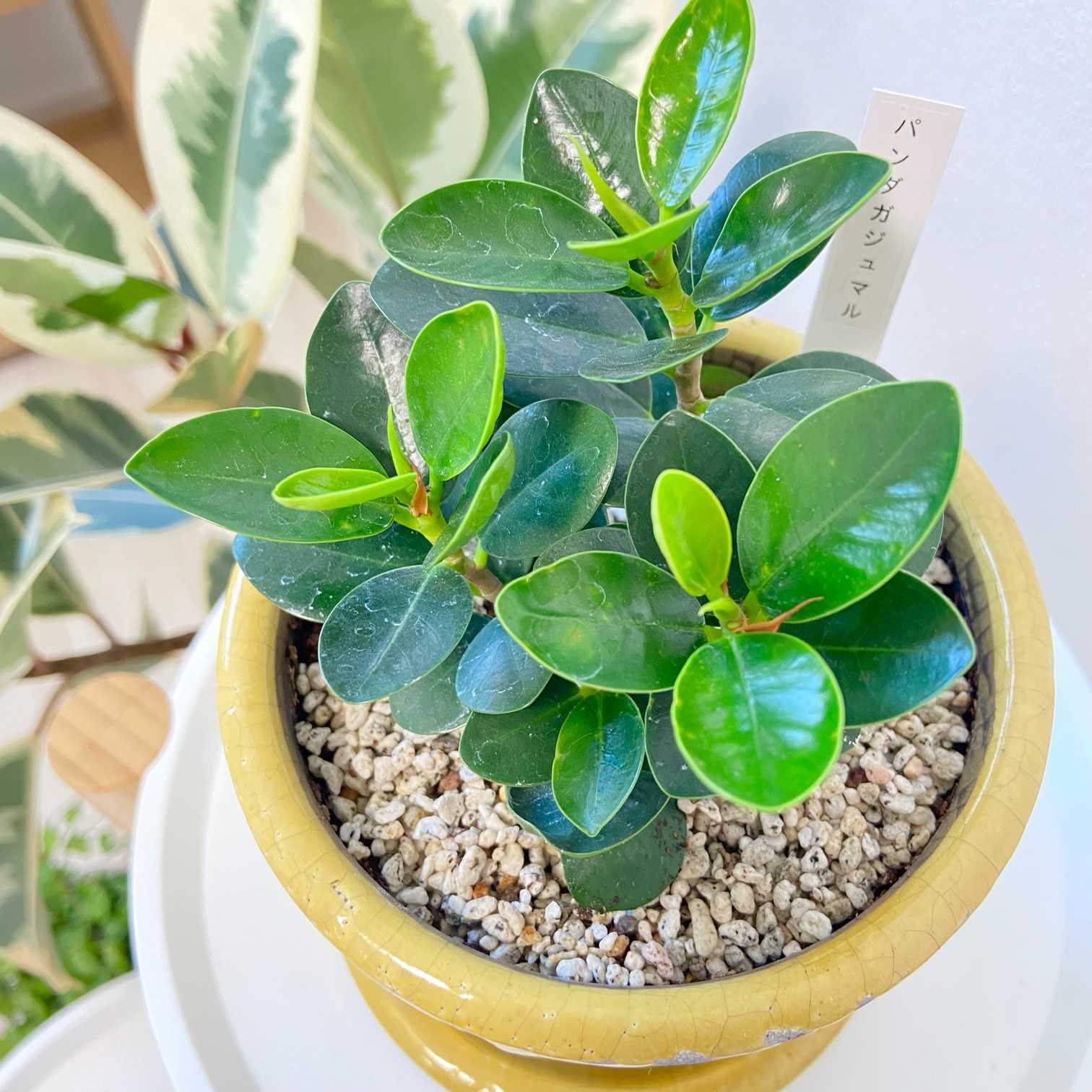 斑入りガジュマル パンダ 丸台木 接木株 活着済 白斑強 5号鉢 丸幹