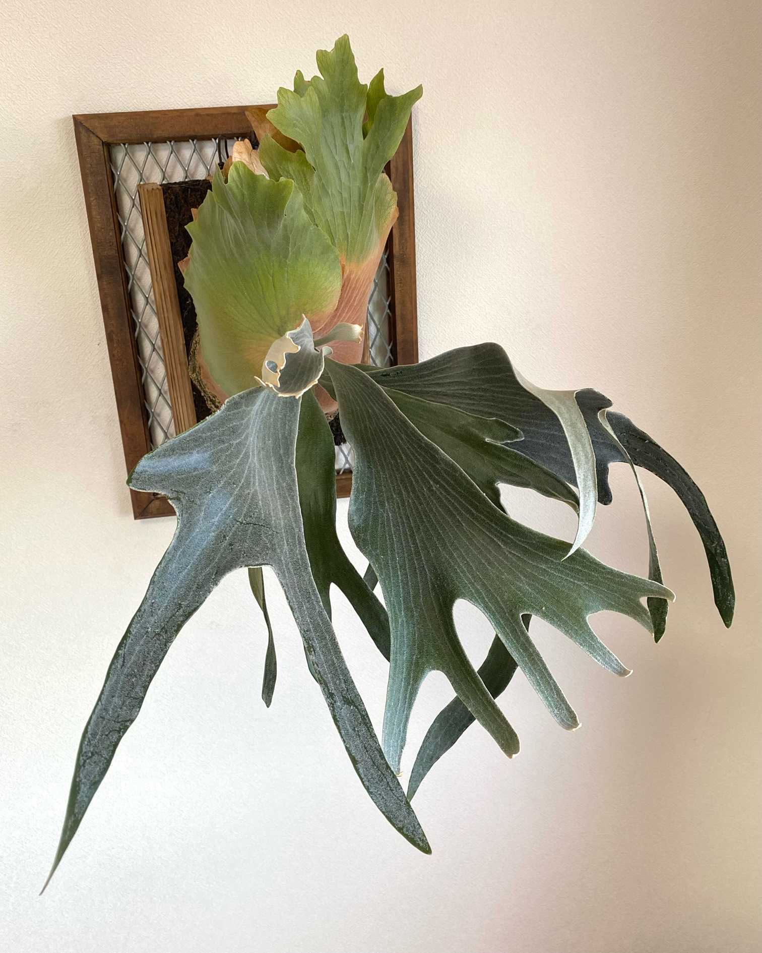 P. FSQ 'De La Rocha' 成長記録 2024.9.23｜🍀GreenSnap（グリーン