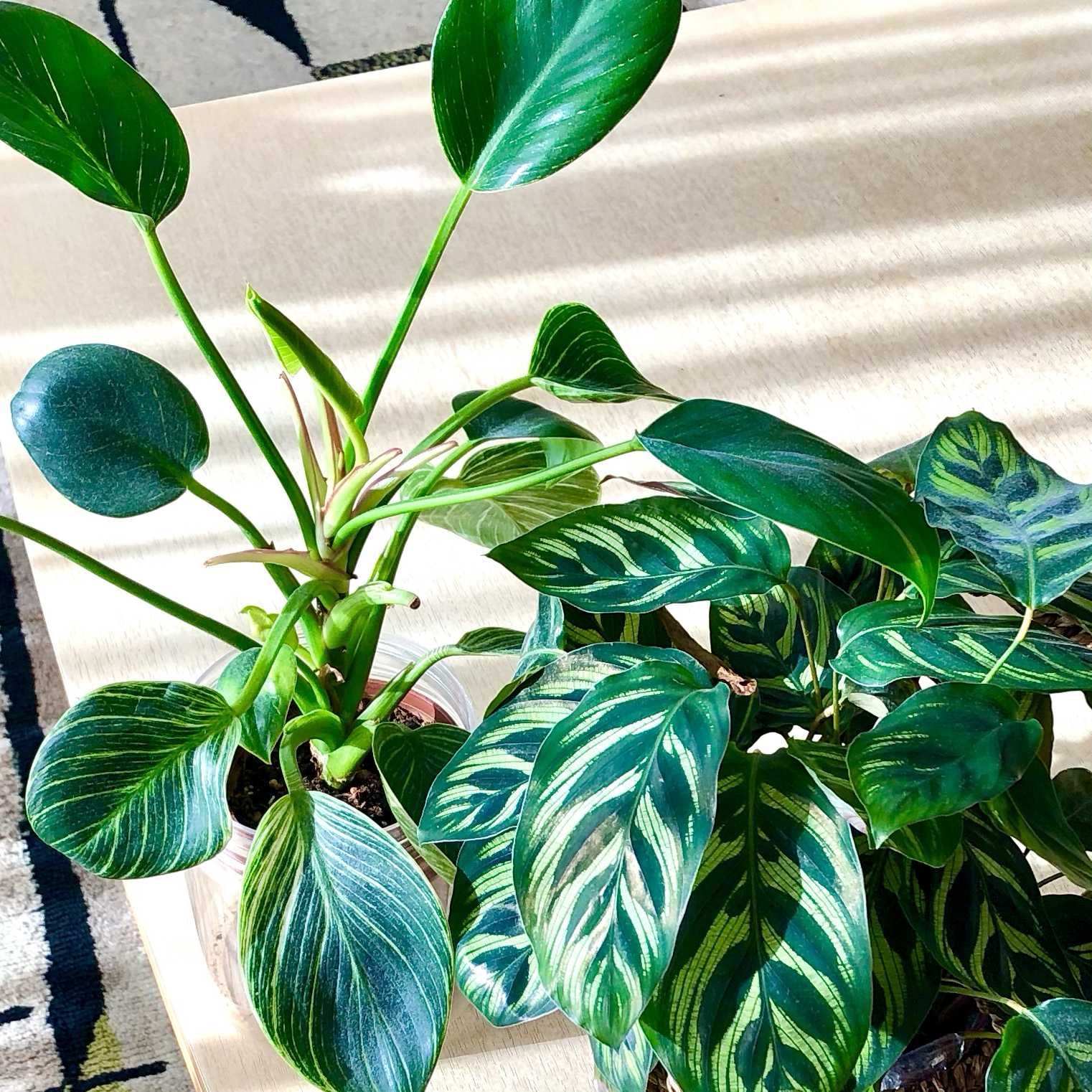 成長点の向き2 ビカクシダの森