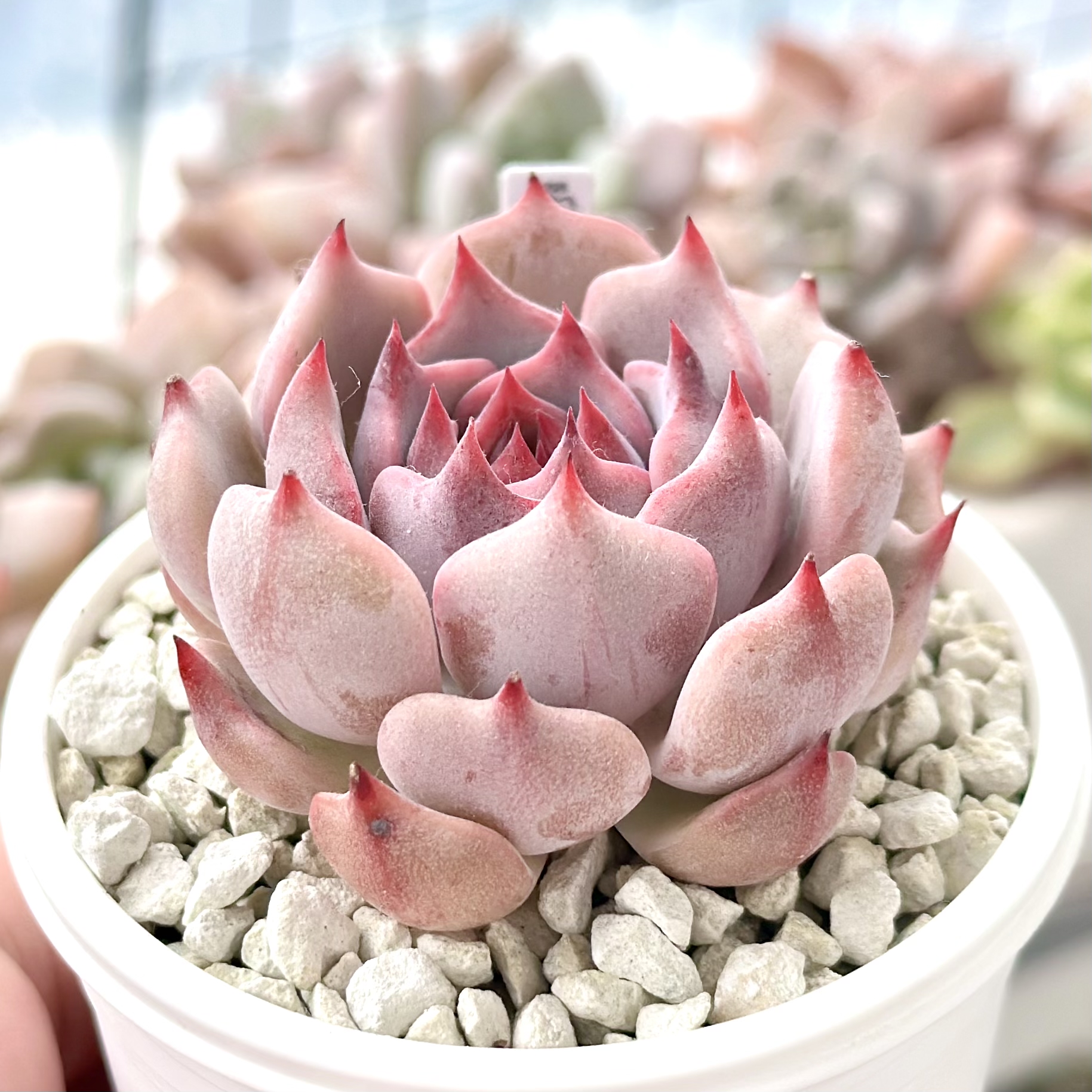 ハオルチア ラブハート錦 極上斑 ≧∇≦）多肉植物 ハオルチア