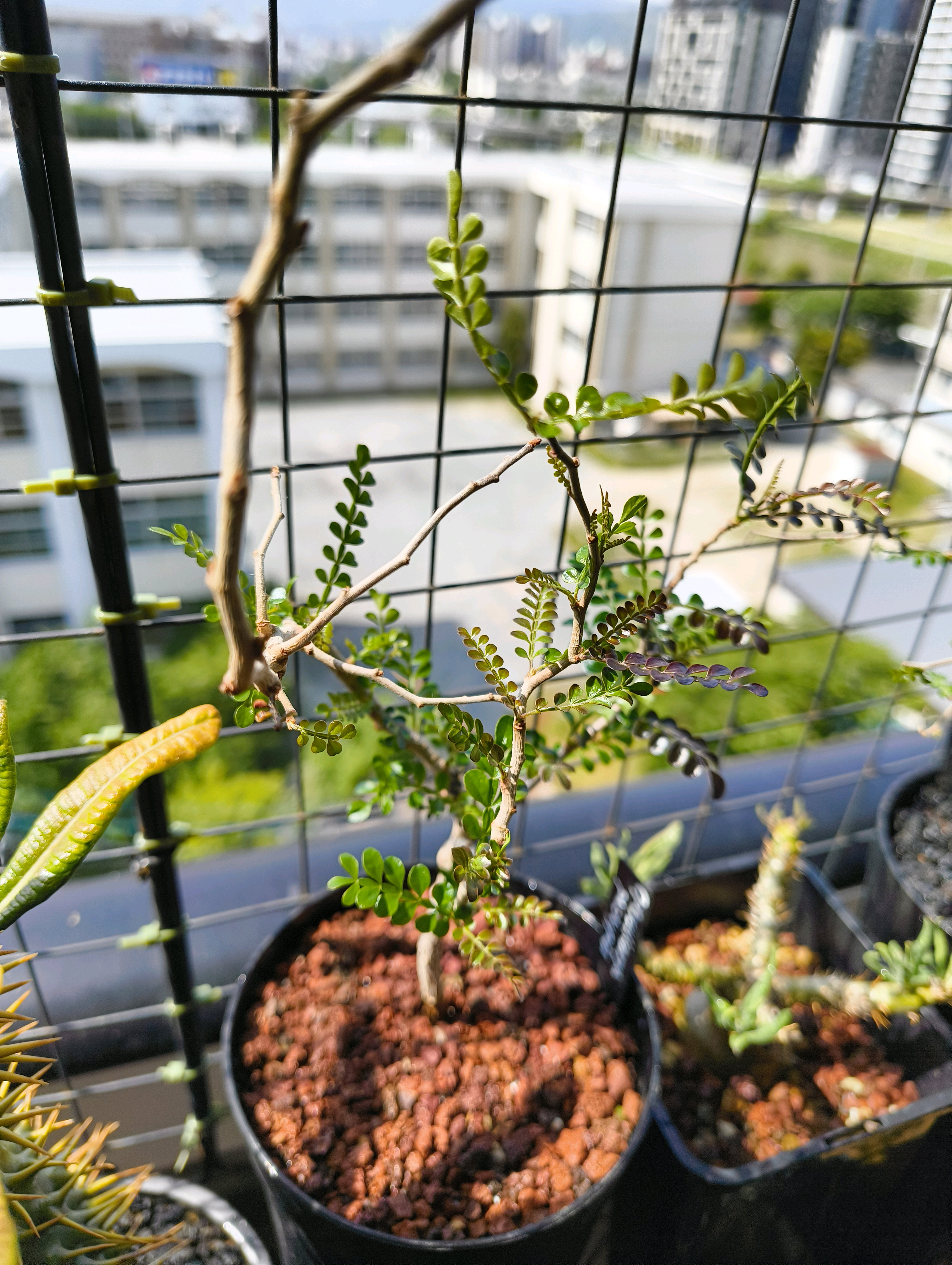 実生】オペルクリカリア・パキプス2023〜｜🍀GreenSnap（グリーン