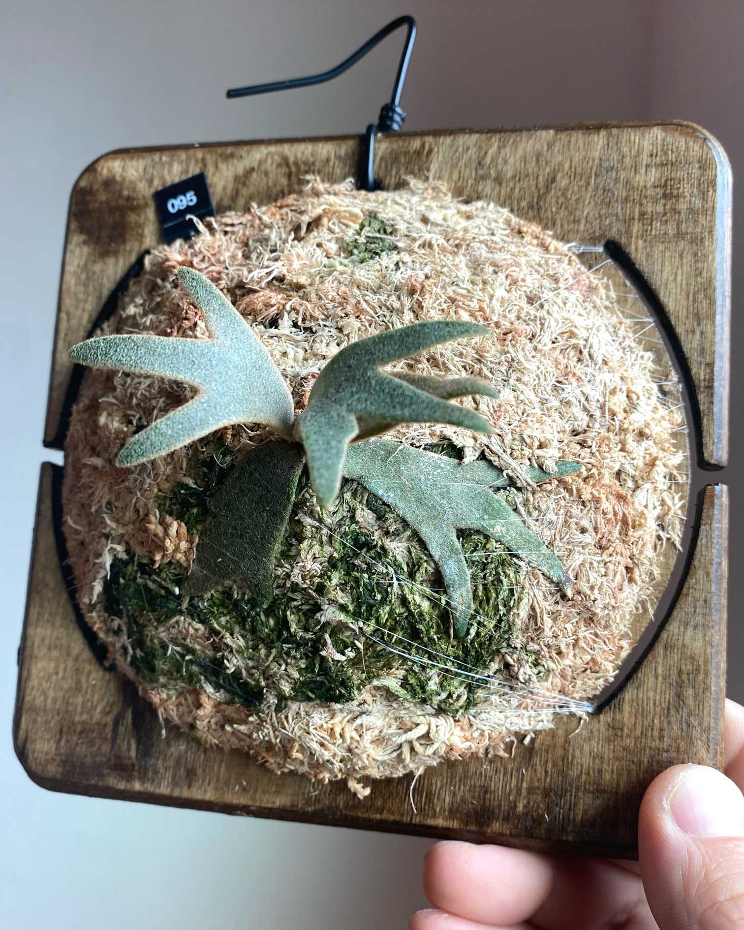 P. willinckii 'Jenny' 成長記録 2025.6.19｜🍀GreenSnap（グリーン