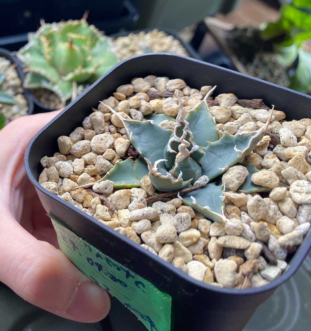 アガベ エボリスピナ 実生 育成記録｜🍀GreenSnap（グリーンスナップ）