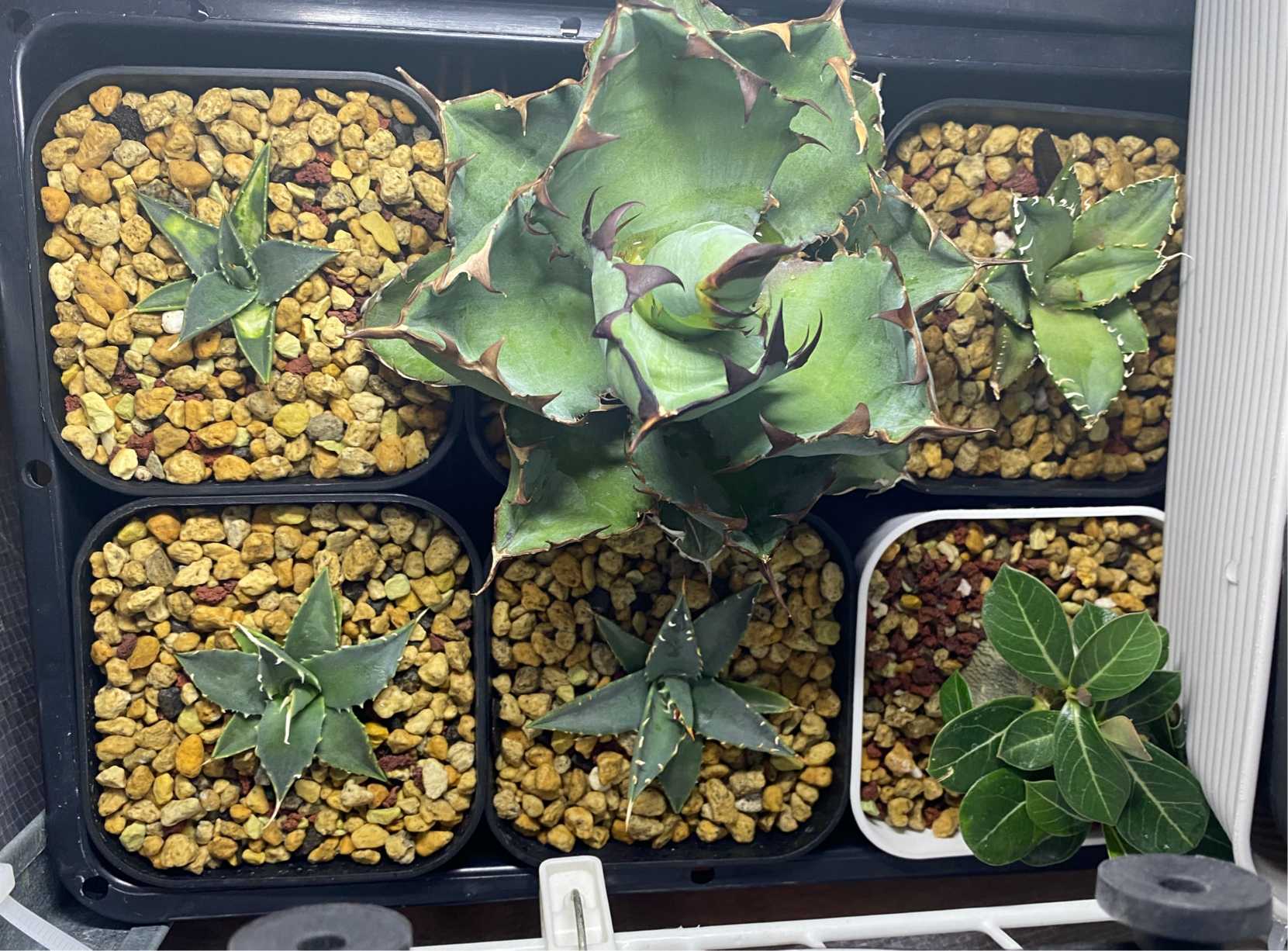 アガベ エボリスピナ 実生 育成記録｜🍀GreenSnap（グリーンスナップ）