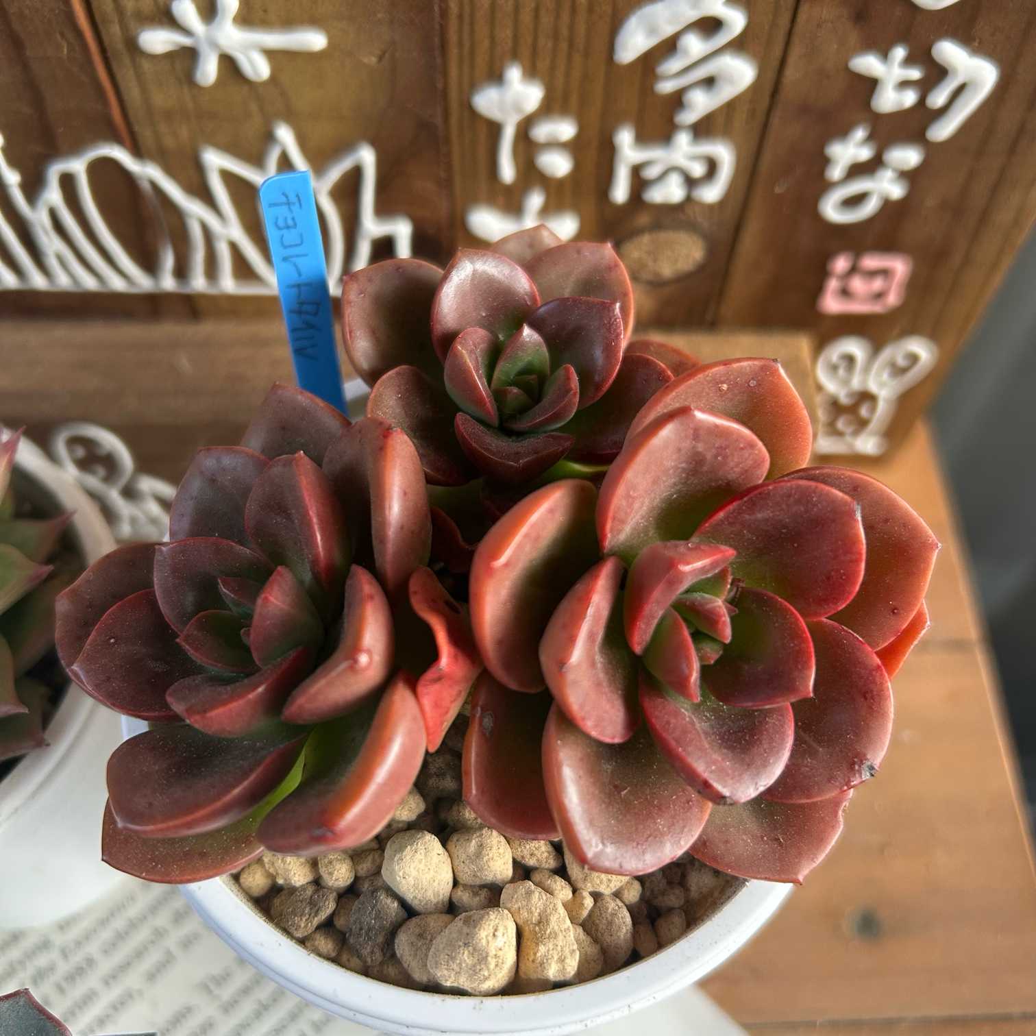 75#多肉植物アエオニウム錦❤️ハロウィンブラック糸引き锦❤️17頭