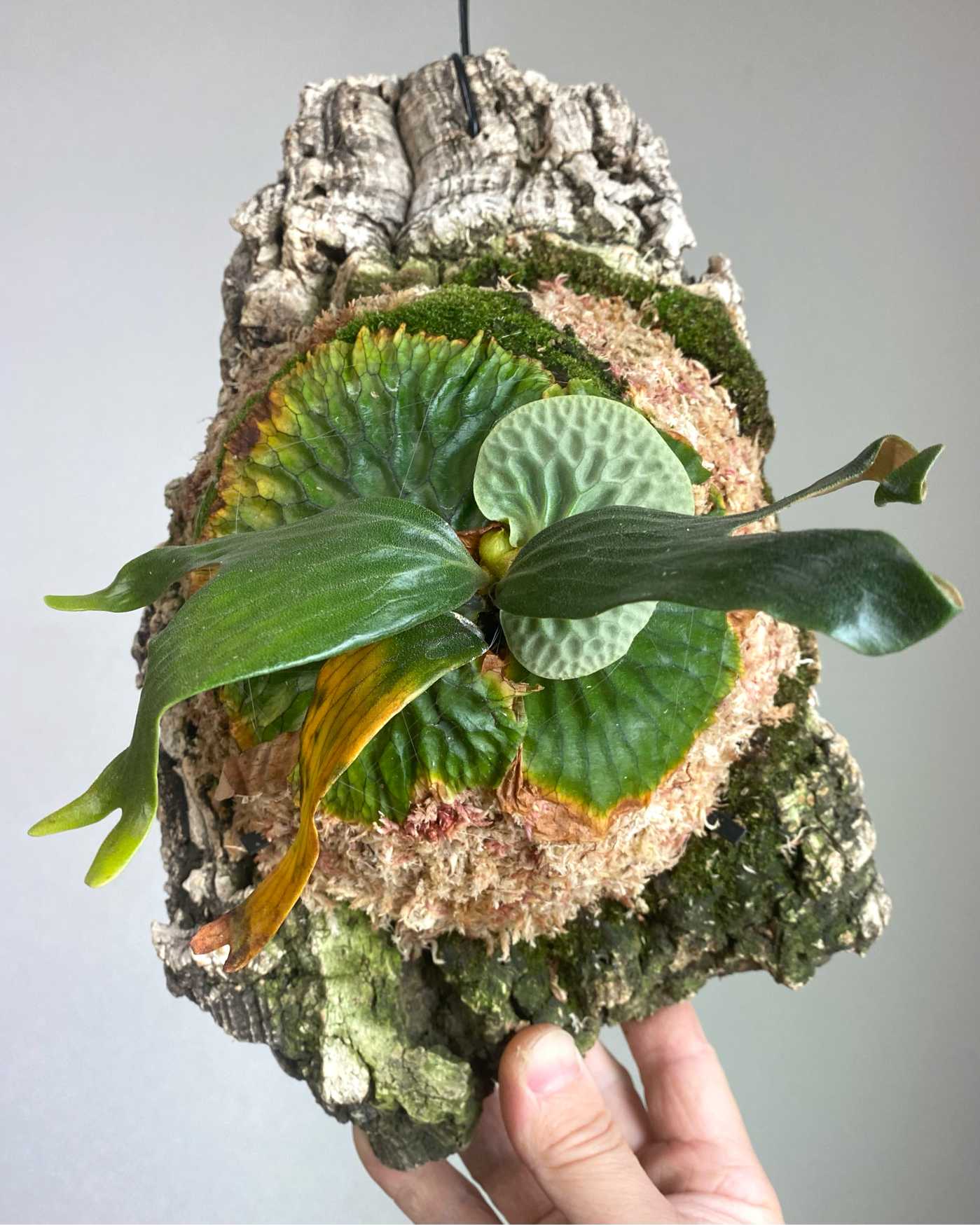 P. madagascariense ➀ 成長記録 2025.2.13｜🍀GreenSnap（グリーン