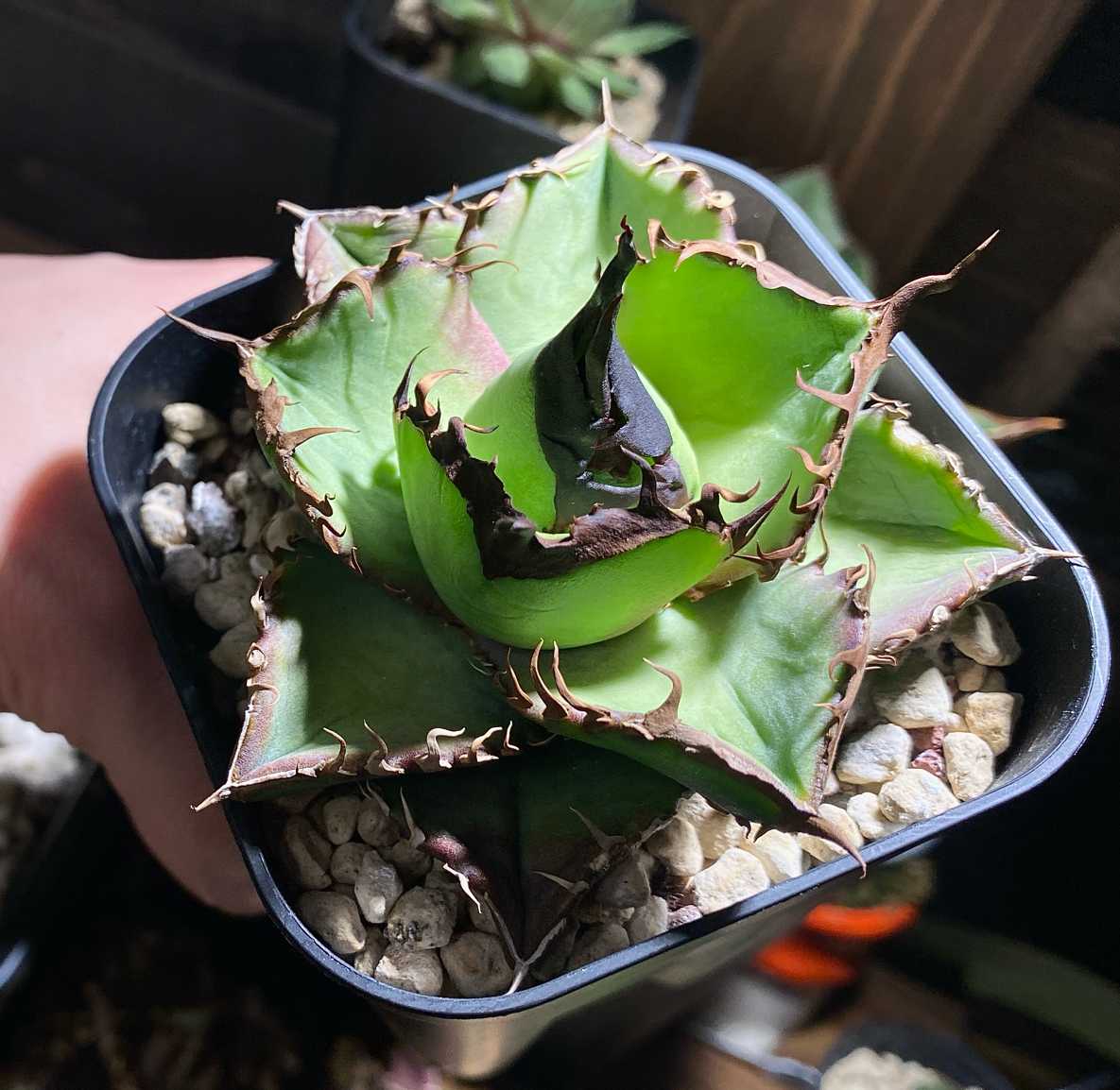 アガベ オテロイ 実生選抜のススメ(と私の考え)｜🍀GreenSnap