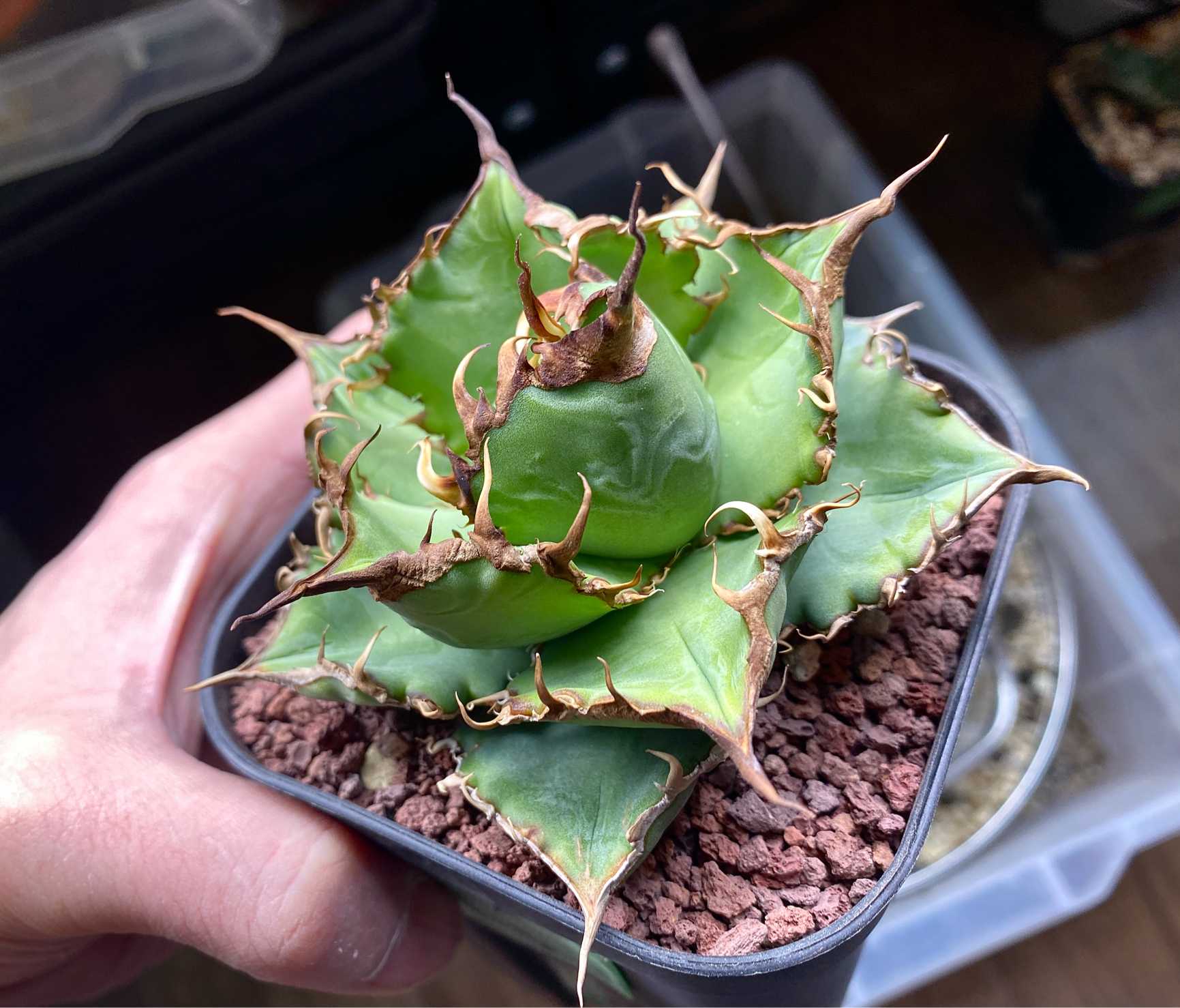 アガベ オテロイ 実生選抜のススメ(と私の考え)｜🍀GreenSnap