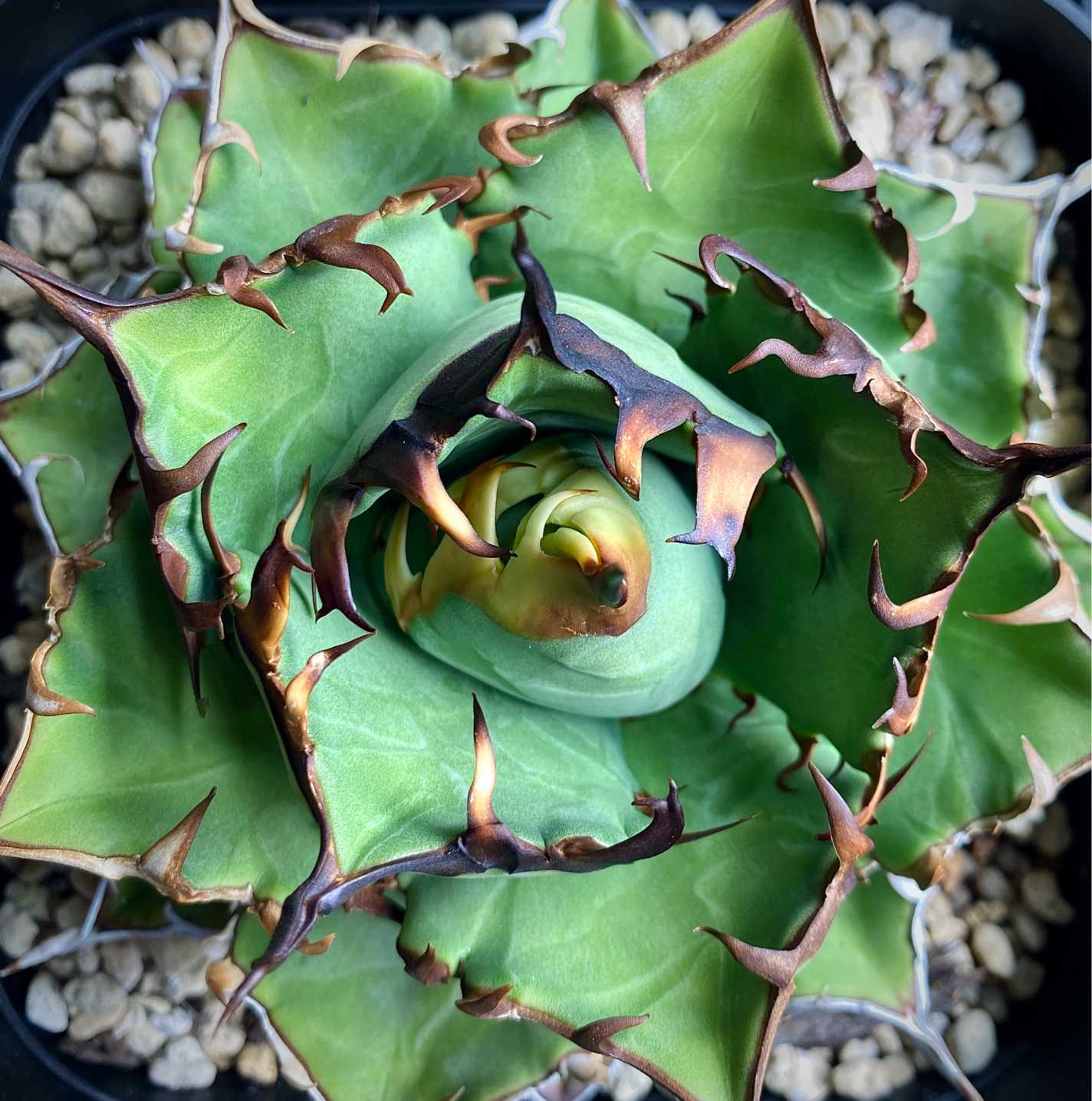 アガベ オテロイ 実生選抜のススメ(と私の考え)｜🍀GreenSnap