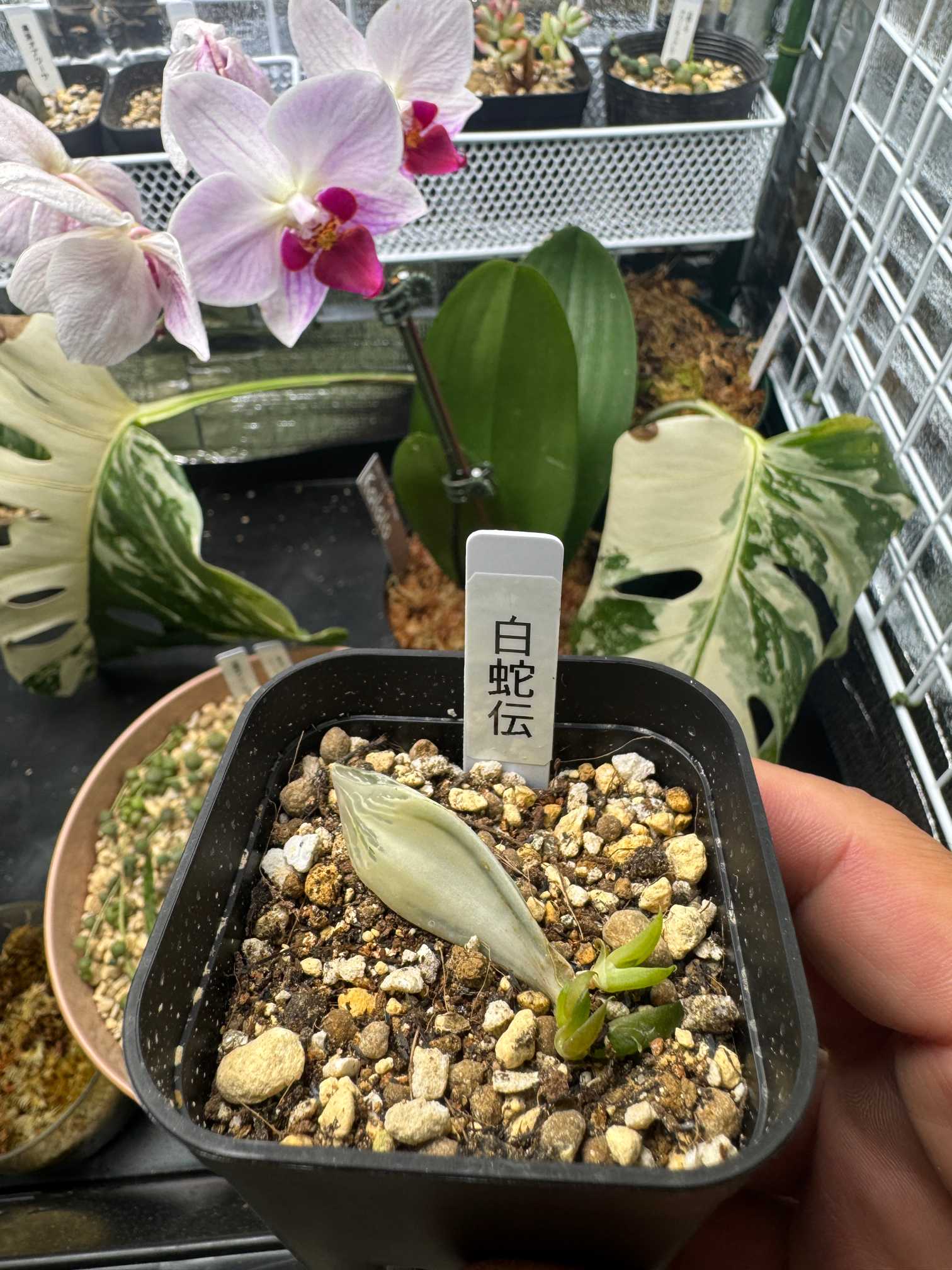 ハオルチア 白蛇伝｜🍀GreenSnap（グリーンスナップ）