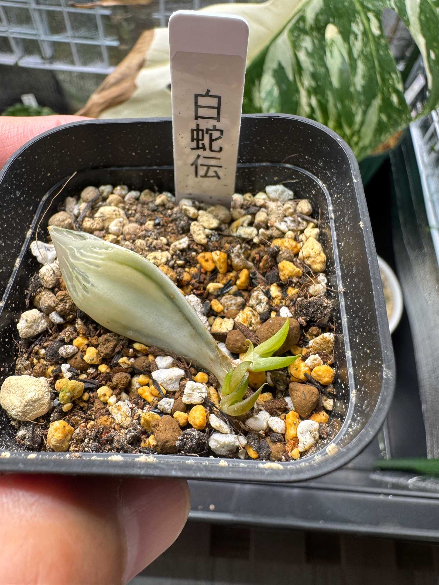 ハオルチア 白蛇伝｜🍀GreenSnap（グリーンスナップ）