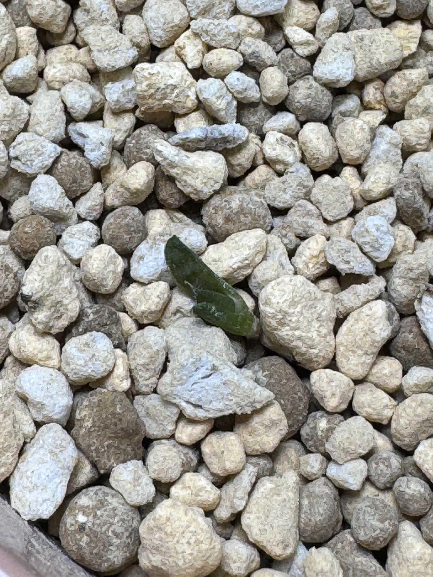 ハオルチア 白蛇伝｜🍀GreenSnap（グリーンスナップ）