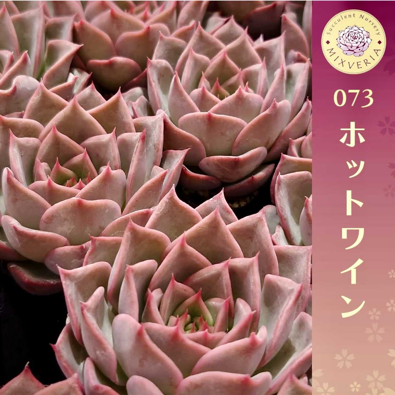 ミックスベリア 一覧表の投稿画像 by TA298 ふぇあり〜ず (多肉植物園