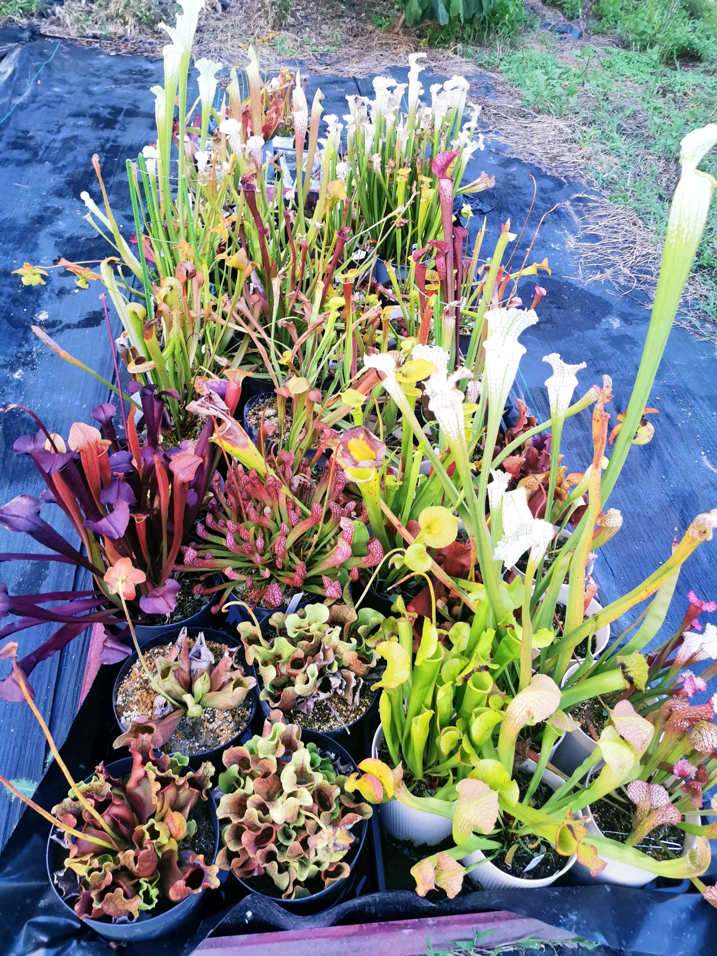 サラセニアの実生 種蒔き〜約3ヶ月｜🍀GreenSnap（グリーンスナップ）