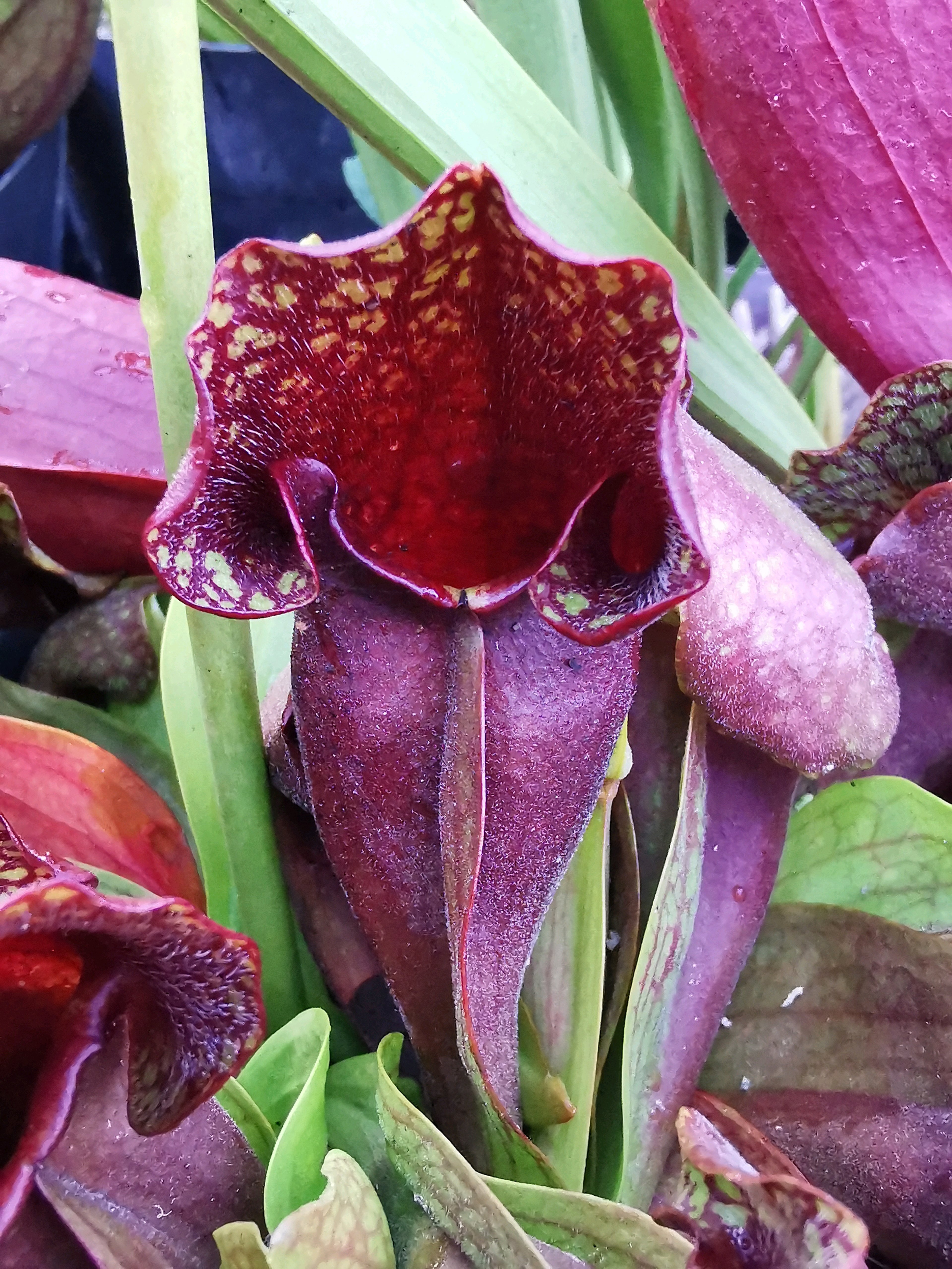 サラセニアの実生 種蒔き〜約3ヶ月｜🍀GreenSnap（グリーンスナップ）