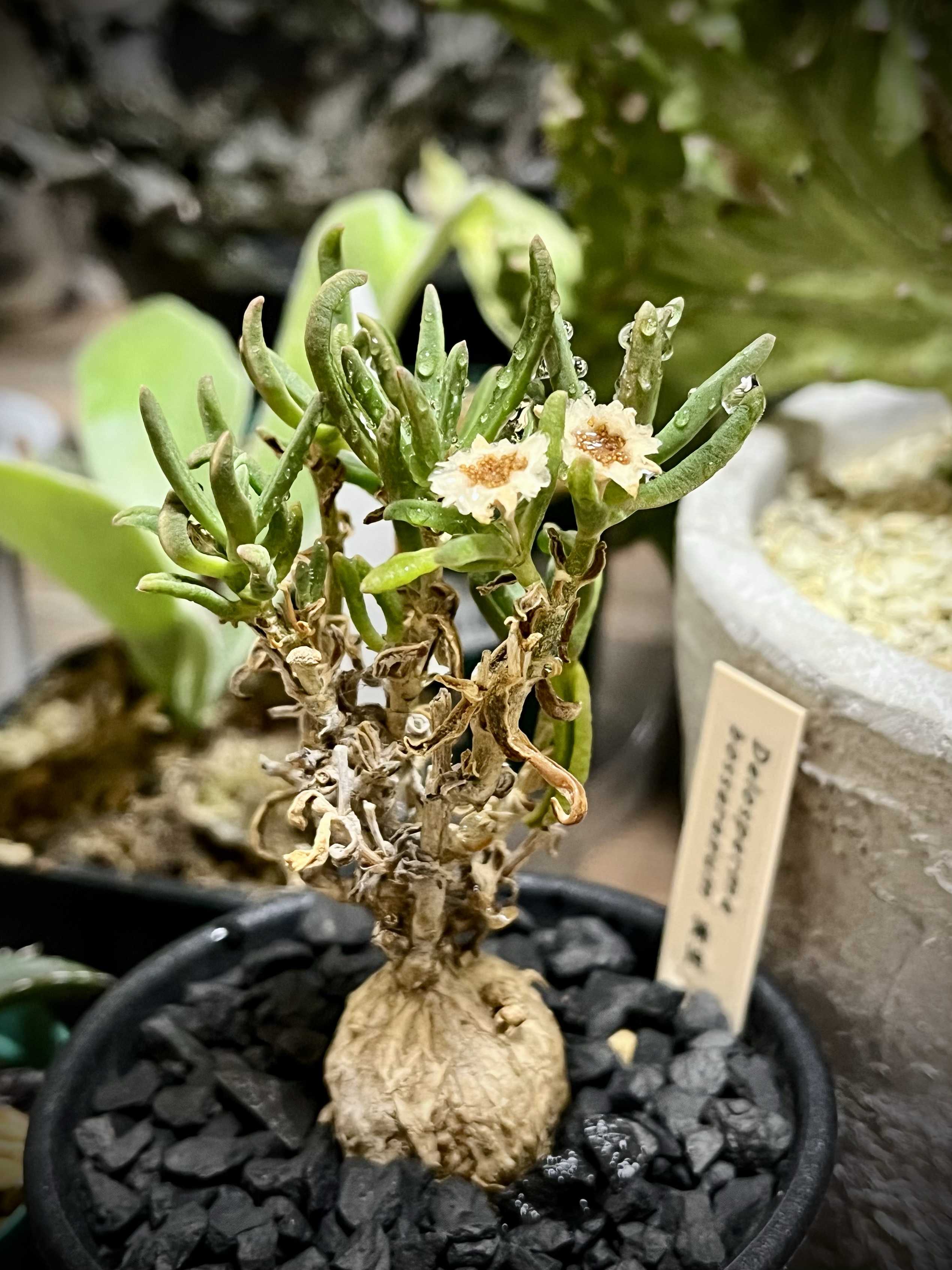 コーデックス類は暑さに弱い？｜🍀GreenSnap（グリーンスナップ）