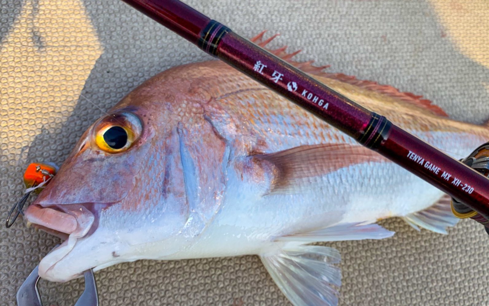 New紅牙テンヤゲームMXに鱗付け | 畑口将大