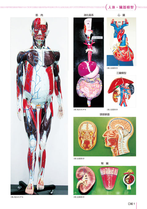 解剖生理学実習 – 第一出版株式会社オンラインショップ