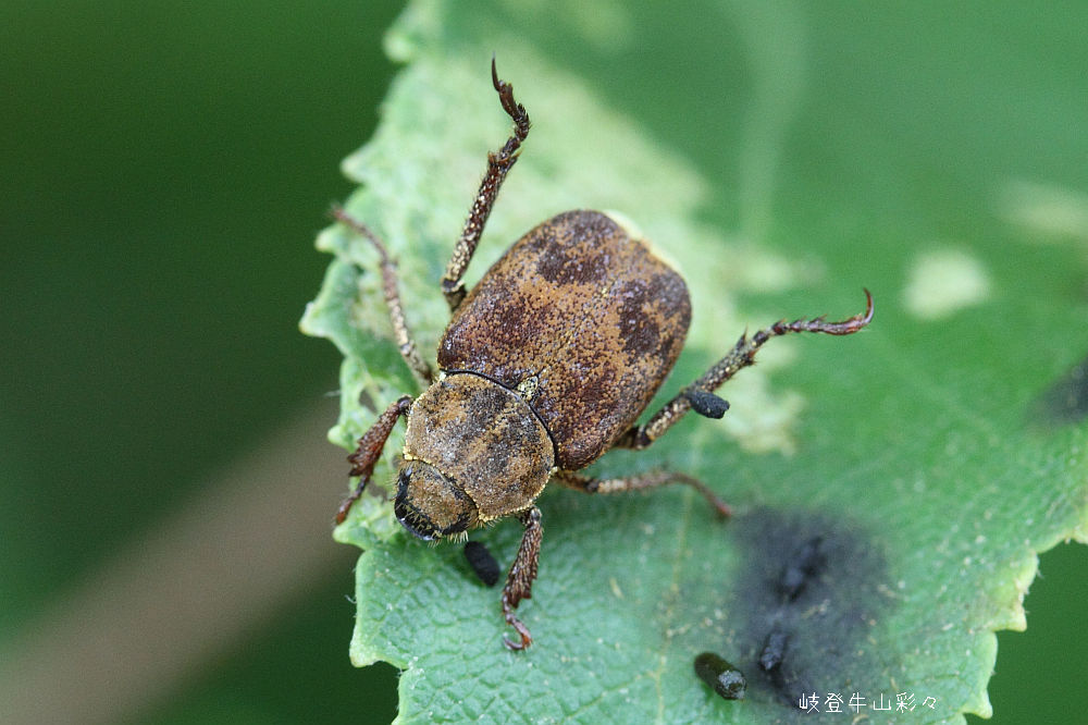 カバイロアシナガコガネ