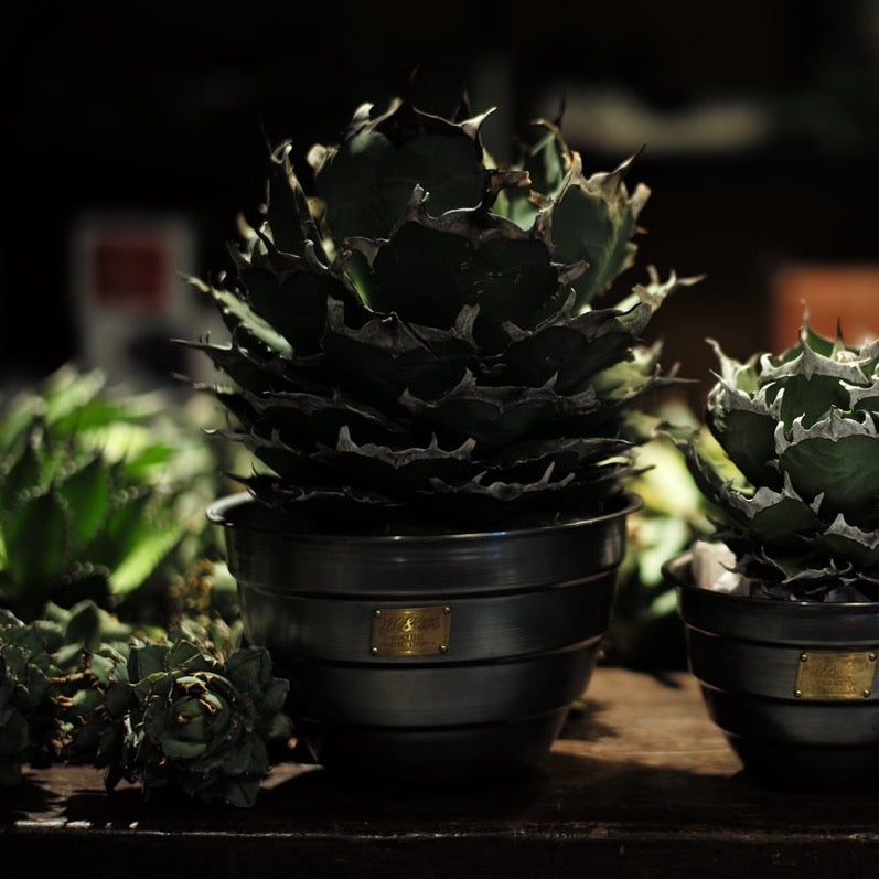 M&M x MASSES – DAYZ ARCHIVES