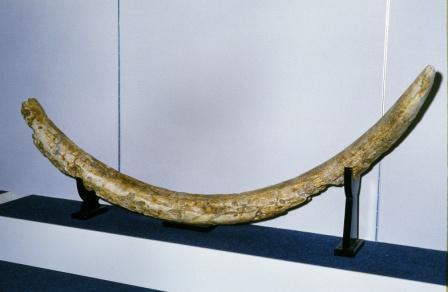 ナウマンゾウ牙温泉津沖日本海底産 /とっとり文化財ナビ /とりネット