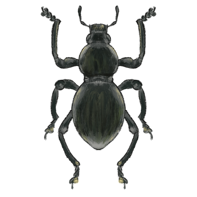 Small black weevil | TogoTV