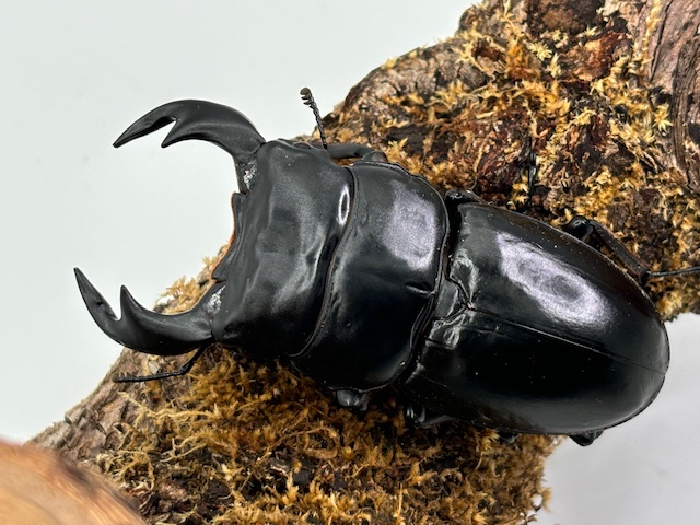 ブータン/アンタエウス(ダンブー)♂65～85mmUPペア ヒマラヤ系/世界