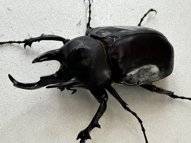 最重量BIG!レックス /ゾウカブト(アクティオン) 成虫 ♂100～120mmUP
