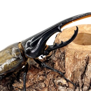 5621deba8a18b839c7a4321764bb05