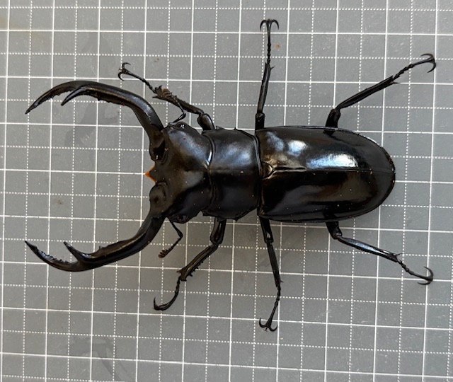 ミャンマー便! ウエストウッディオオシカ(カズミアエ)WD♂74mm♀38mm