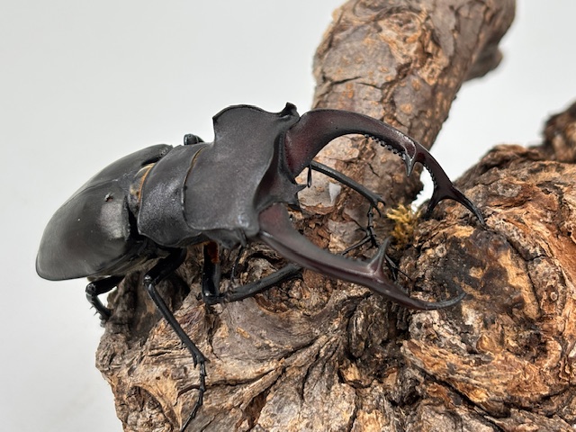 世界最大のミヤマクワガタ! アクベシアヌスミヤマ ♂65~85mmUPペア