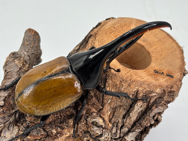 美麗亜種!ヘラクレス・エクアトリアヌス 成虫ペア レモンイエロー上翅