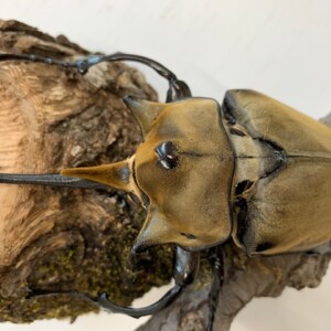 エレファス・ゾウカブト成虫ペア♂100~125㎜UPペア 重量級/美麗