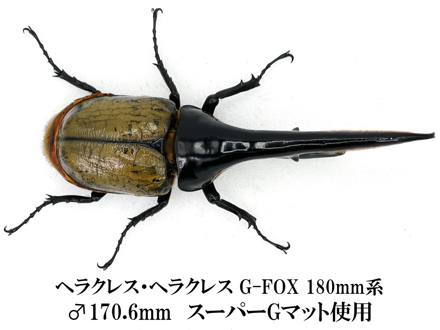 大型血統 ヘラクレス・ヘラクレス G-FOX 180mm系 ♂単 170.6mm A