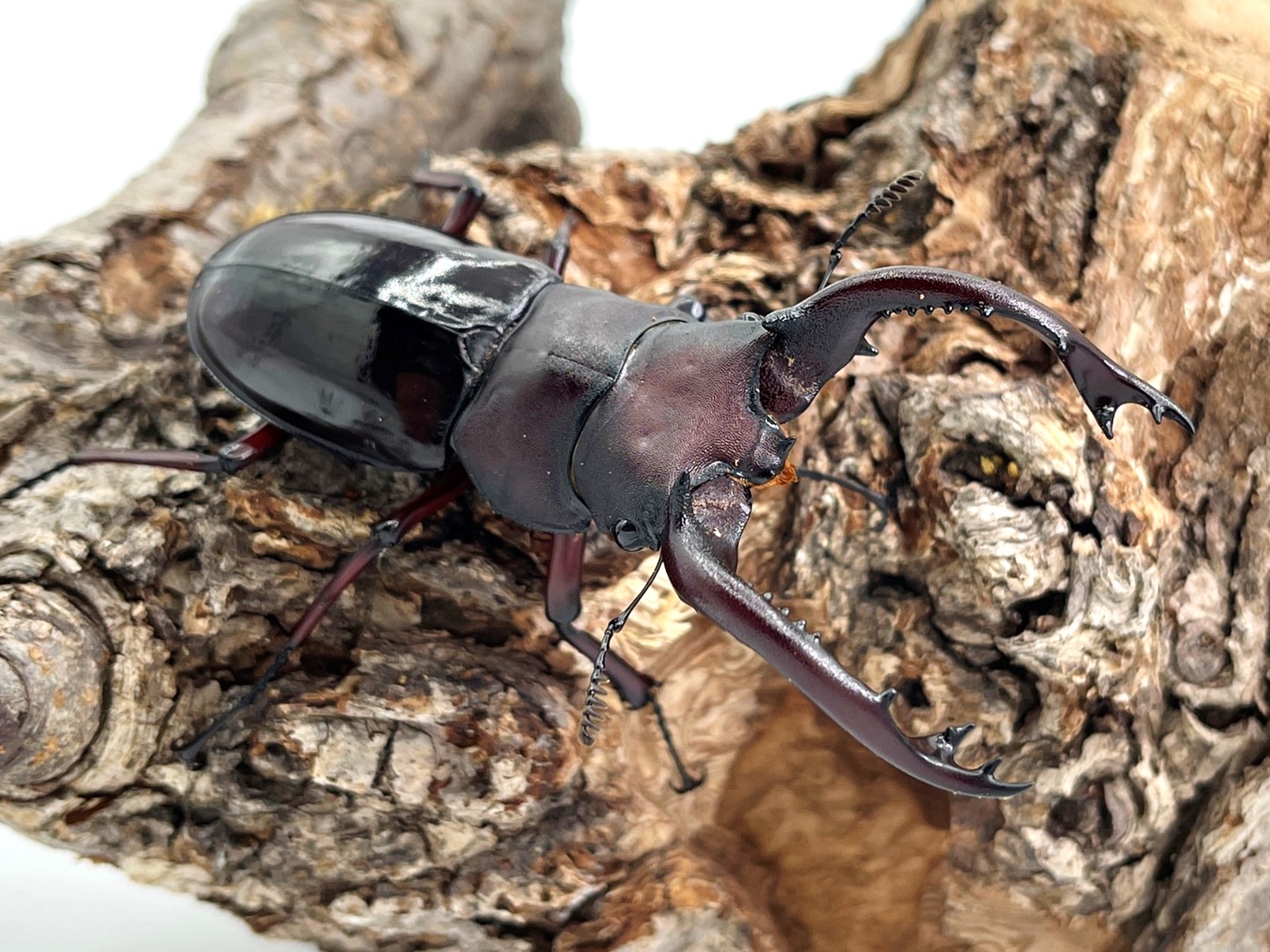 標本】ヴァズデメロゾウカブト ボリビア産 100.1ミリ 飼育品WF2 標本