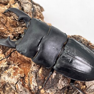 厳選!超極太/大型 倉敷ヒラタ(天然) ♂65.3-22.0-23.1mm♀特大37.2mm