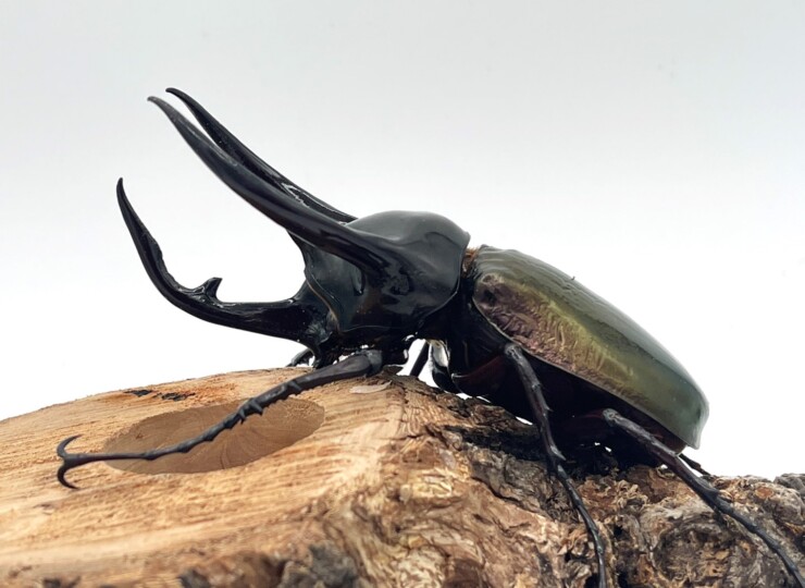 3本角の王道!コーカサスオオカブト(ジャワ島) ♂90～120mmUPペア WD