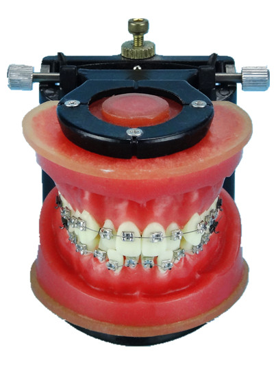 ワックス製矯正用実習模型・タイポドントキット | Alexa Dental Studio