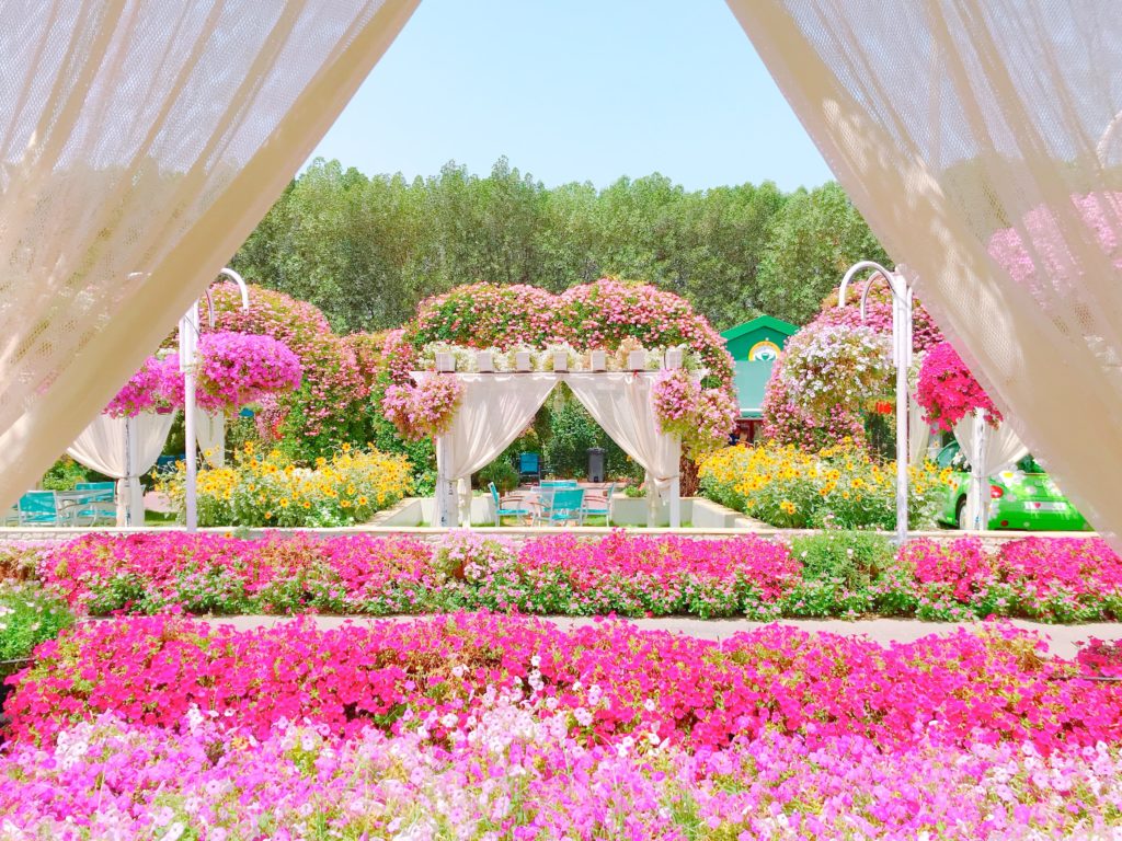 休憩所から見えるお花畑 / ミラクルガーデン / ドバイの写真素材 | 旅