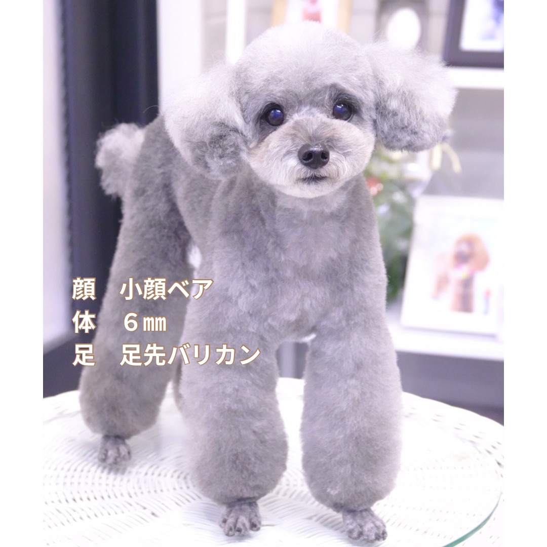 トイプードルのテディベアカット♡おすすめ人気スタイル - 大田区の