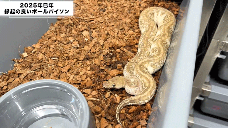 ○○】アルビノボールパイソン蛇の抜け殻脱皮殻2025年巳年金運