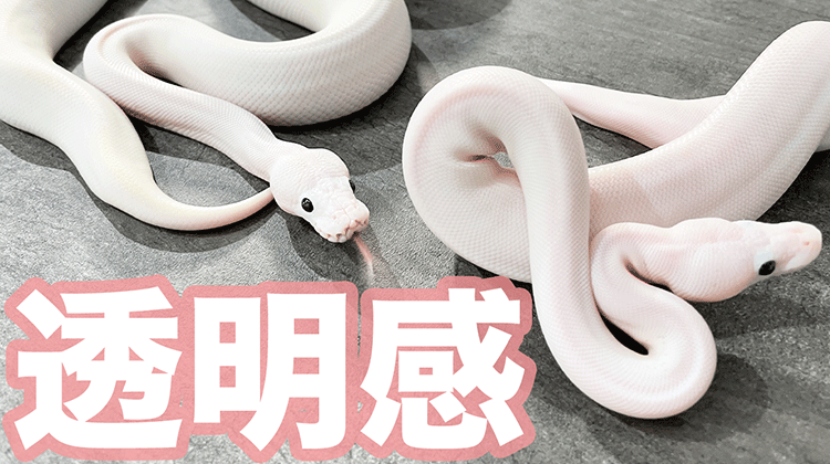 美しすぎる白ヘビ｜ボールパイソンモルフ紹介 | ボールパイソン専門店