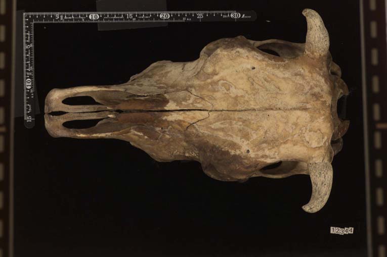 Bos taurus（ウシ）