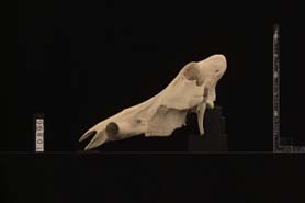 Phacochoerus aethiopicus（イボイノシシ）