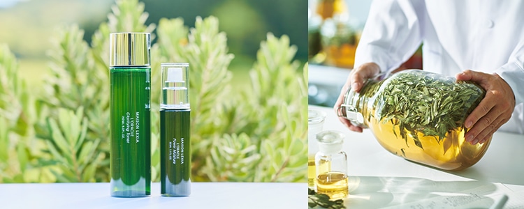 メゾンレクシア（MAISON LEXIA）の通販｜DEPACO 大丸・松坂屋 コスメ