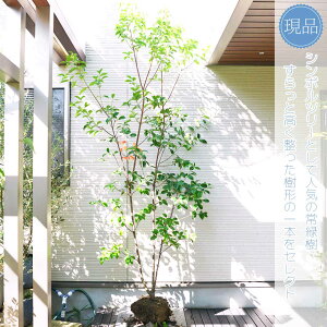 常緑ヤマボウシ ホンコンエンシス 月光 株立ち の通販 価格62000円