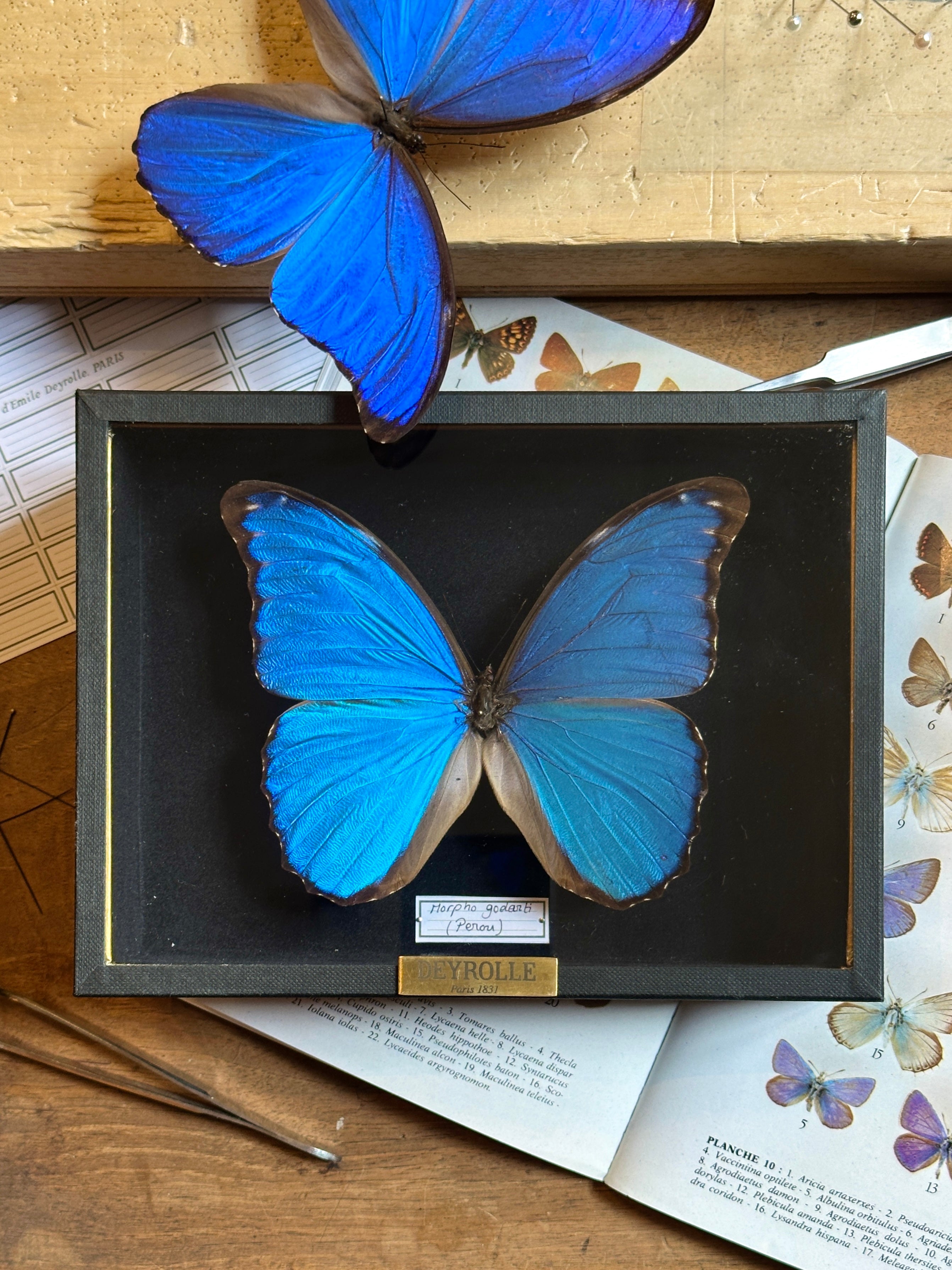 Morpho godarti – Deyrolle