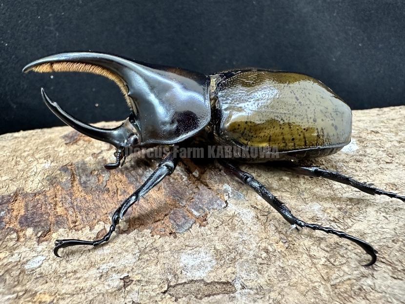 モロンシロカブト♂標本 【公式通販】