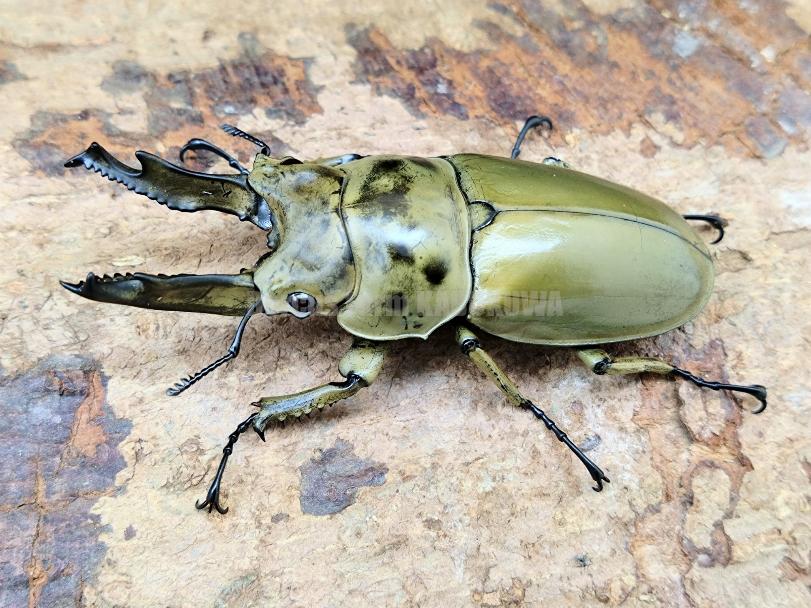 8/15新着☆天然☆モセリオウゴンオニ | Dorcusfarm