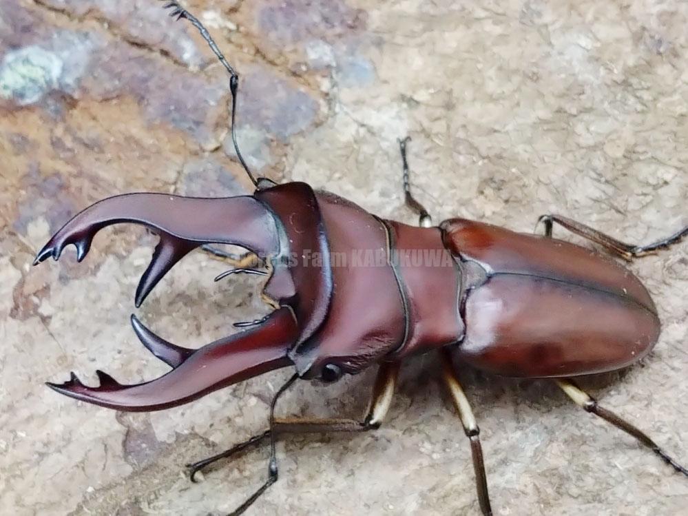 クワガタ各種 | Dorcusfarm